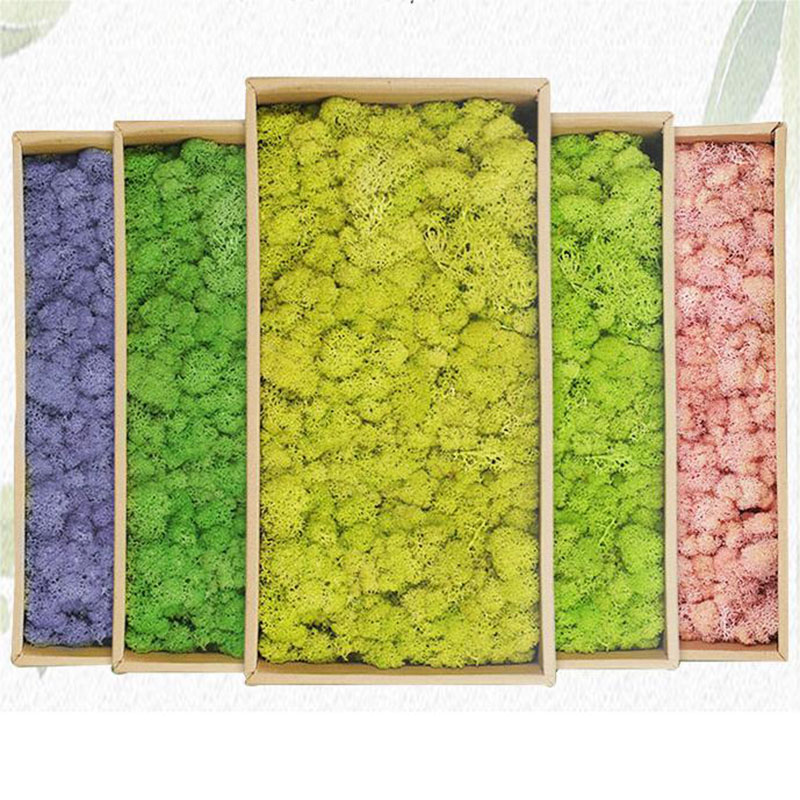 Sphagnum Moss Dry - 20G Kunstmatige Groene Planten Eeuwig Leven